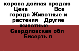 корова дойная продаю › Цена ­ 100 000 - Все города Животные и растения » Другие животные   . Свердловская обл.,Бисерть п.